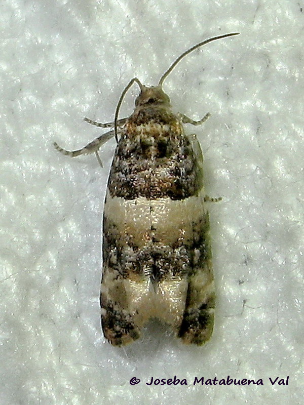 Lobesia artemisiana - Tortricidae